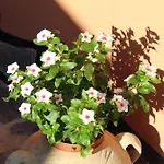 Apartamento Domo De Natalina Olbia