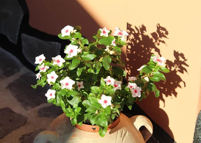 Appartement Domo De Natalina Olbia